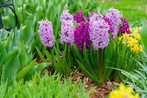 Hyacinth growing in the home garden.