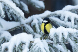 Colorful Great tit perched in the middle of frosty and snowy Spruce branches in wintry boreal forest in Estonia, Northern Europe