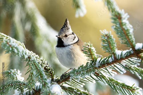Close-up of a curious Crested tit perched on wintry day in a snowy boreal forest in Estonia, Northern Europe