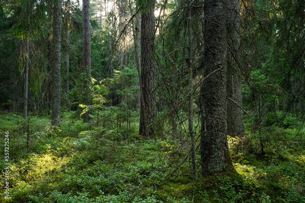 An aged coniferous forest on a late summer evening in Northern Latvia, Europe An aged coniferous forest on a late summer evening in Northern Latvia, Europe