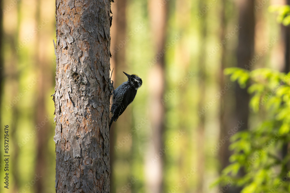 Male Three-toed woodpecker searching food on a Pine tree trunk in a summery managed forest in Estonia, Northern Europe Male Three-toed woodpecker searching food on a Pine tree trunk in a summery managed forest in Estonia, Northern Europe