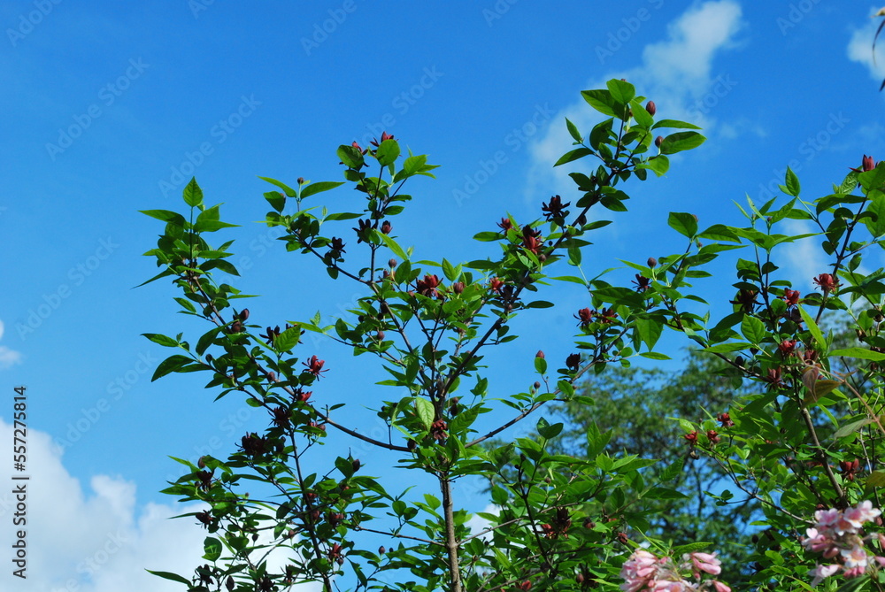 Calycanthus floridus, or commonly known as the eastern sweetshrub, Carolina all spice, or spice bush. Branches, leaves and flowers against the blue sky. Calycanthus floridus, or commonly known as the eastern sweetshrub, Carolina all spice, or spice bush. Branches, leaves and flowers against the blue sky.