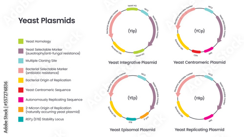 Yeast plasmids scientific vector illustration diagram infographic