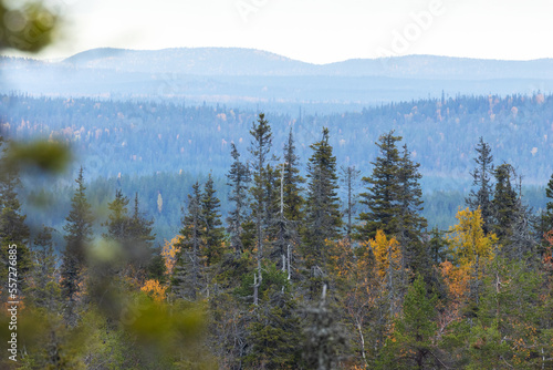 Tall Spruce trees in a taiga forest with some fells in the background in autumnal Riisitunturi National Park, Northern Finland 