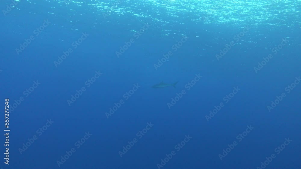 Shark swimming in shallow water - Sciba diving in the Red Sea Shark swimming in shallow water - Sciba diving in the Red Sea
