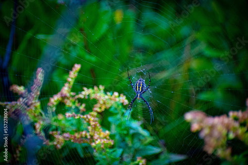 Wallpaper Mural Garden Spider Torontodigital.ca