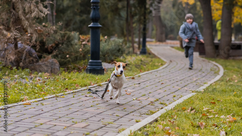 Canvas Print The boy runs with the dog Jack Russell Terrier in the park