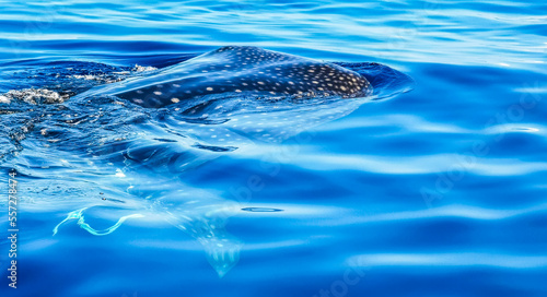 Huge whale shark swims on the water surface Cancun Mexico.