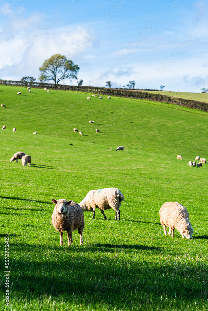 Sheep on farms, Devon, England, Europe	