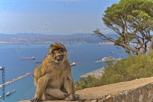 A monkey sitting on a concrete wall on Gibraltar Rock © Darkdriver