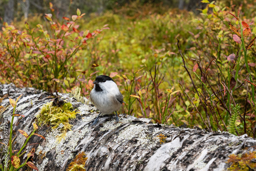 A small Willow tit standing on a fallen Birch tree trunk in an old-growth forest in Finland, Northern Europe photo