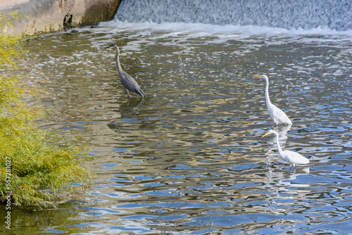Great Egrets And Great Blue Heron Feeding At The Dam On Fox River In De Pere  Wisconsin  In  Summer