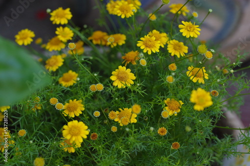 鉢植えの黄色い小さな花