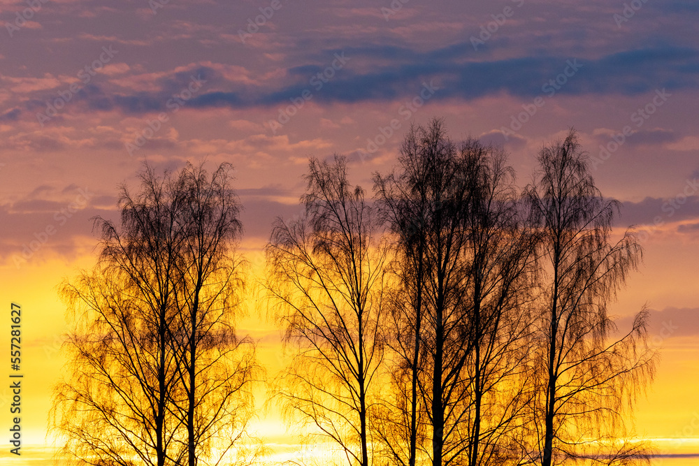 Naklejka premium A silhouette of SIlver birch trees during a colorful and vibrant sunset on a late autumn evening in Estonia, Northern Europe