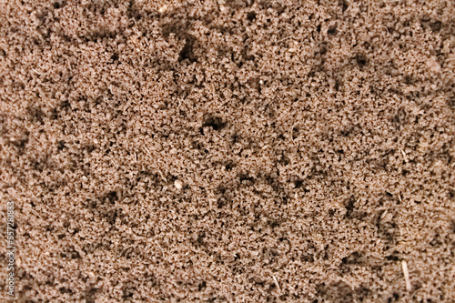 Macofotografía de un hormiguero