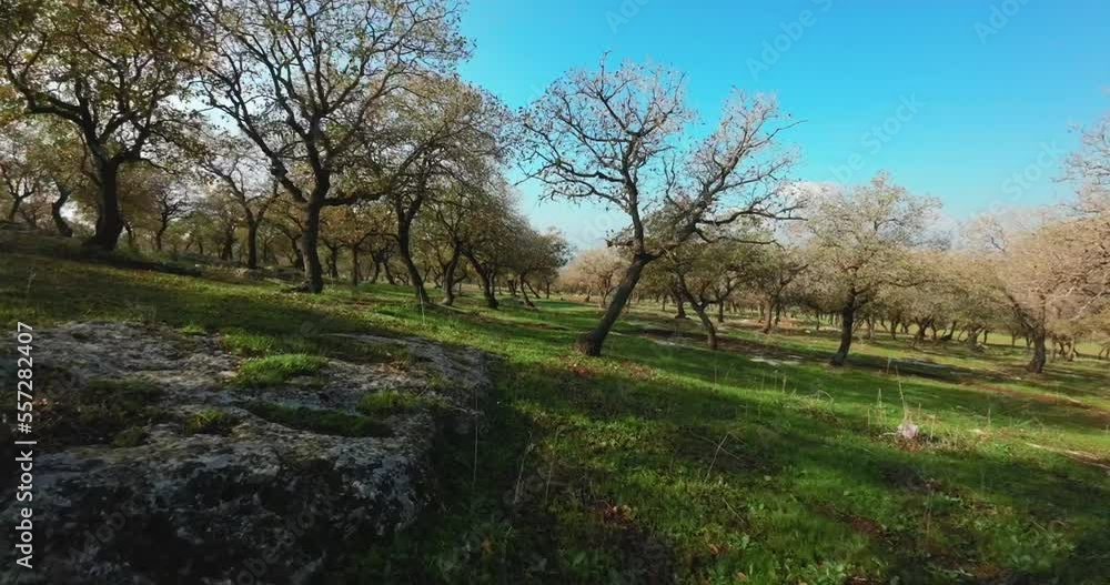 Bare Oak trees and green grass with flickering sun flare between branches, Low altitude smooth drone view Bare Oak trees and green grass with flickering sun flare between branches, Low altitude smooth drone view