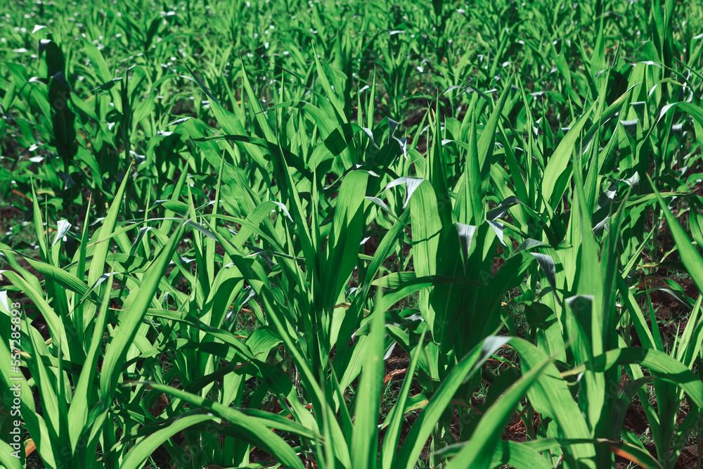 Obraz premium Growing green corn plantation . Agricultural field with maize