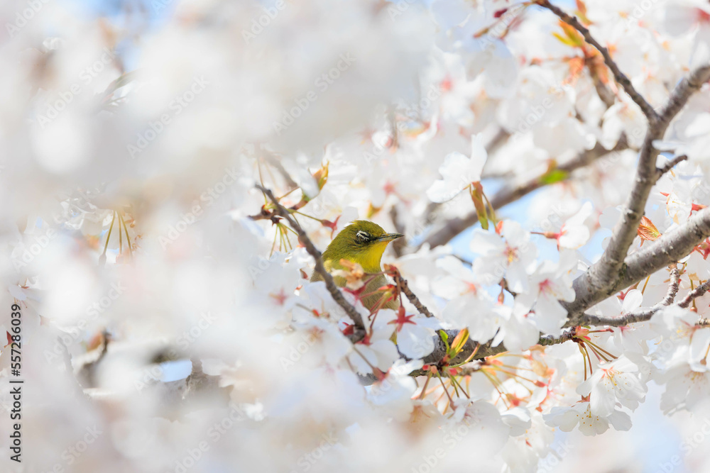 春の桜とメジロ「兵庫県」 春の桜とメジロ「兵庫県」