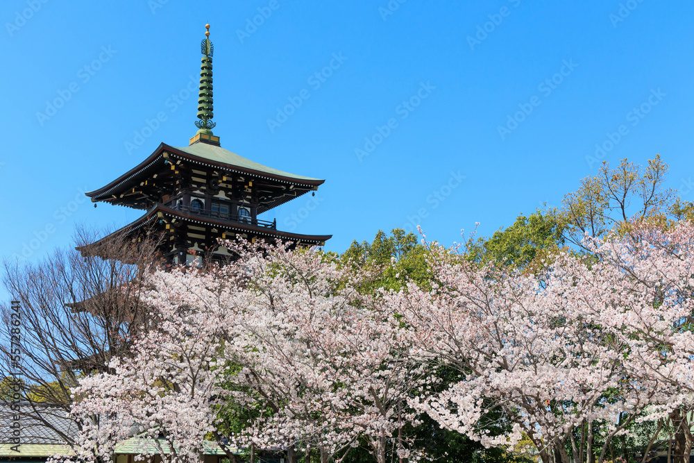 春の桜と五重塔「兵庫県」