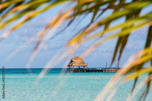 Vászonkép Vista de palapa en el mar caribe e playa norte a través de hojas de palmera