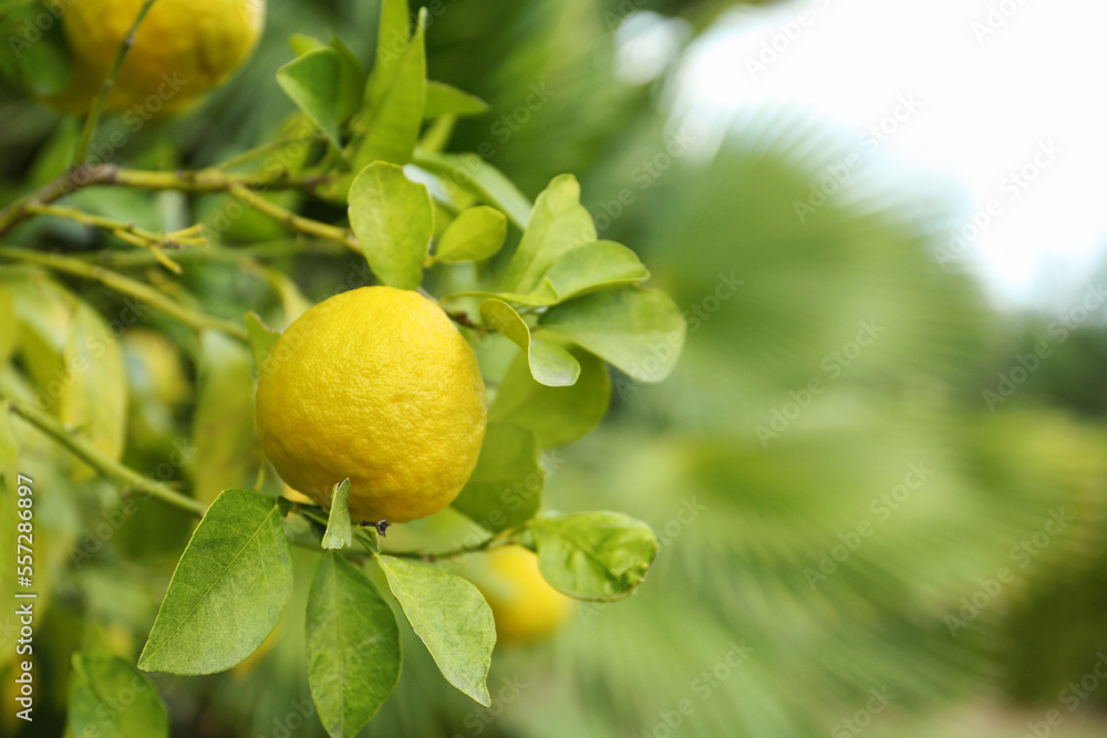 Fresh ripe trifoliate orange growing on tree outdoors, closeup. Space for text