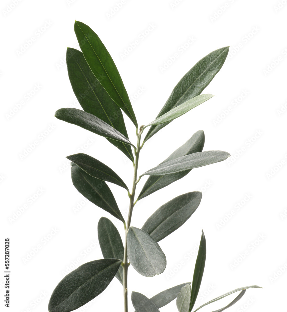 Olive twig with fresh green leaves isolated on white