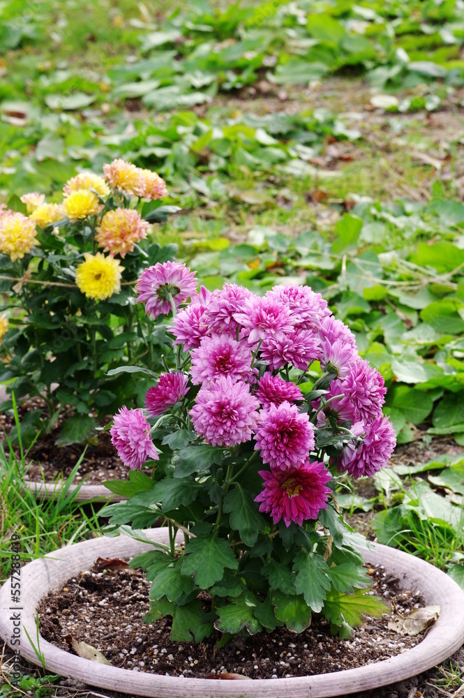 黄色と紫色のまん丸いキク科の花