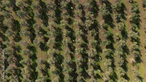 Wallpaper Mural Flock of Sheep grazing under Olive trees, Aerial view Torontodigital.ca
