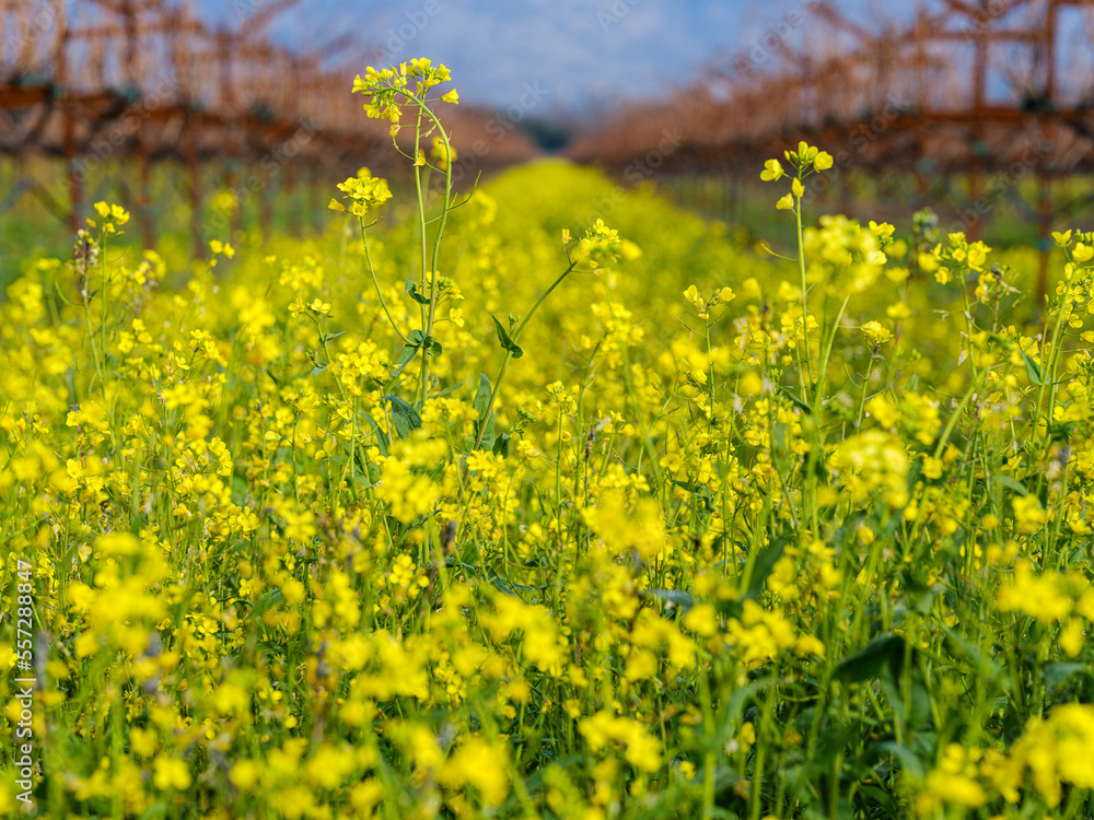 Obraz premium Flowers for Peace in the World