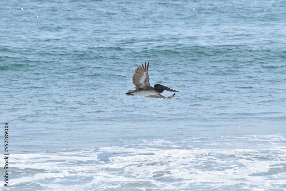 Pelícano (Pelecanus onocrotalus) planeando sobre bahía de rocablanca Oaxaca Pelícano (Pelecanus onocrotalus) planeando sobre bahía de rocablanca Oaxaca