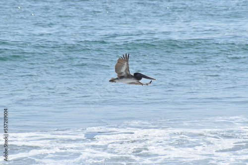 Pelícano (Pelecanus onocrotalus) planeando sobre bahía de rocablanca Oaxaca