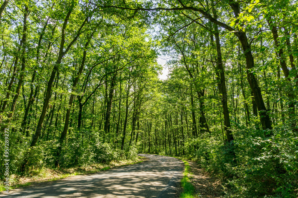 Fototapeta premium path in the forest