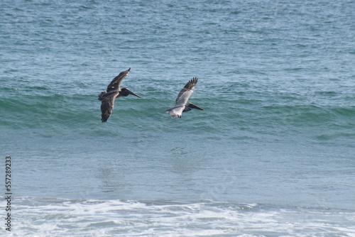 Par de pelicanos (Pelecanus onocrotalus) planeando sobre bahia de roca blanca Oaxaca