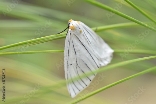 Polilla (Neuromelia selectata) sobre rama vista desde arriba