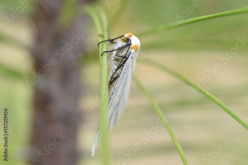 Polilla (Neuromelia selectata) sobre oja de ocote vista de perfil