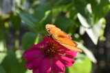 Mariposa Julia, sobre flor rosa, alas extendidas