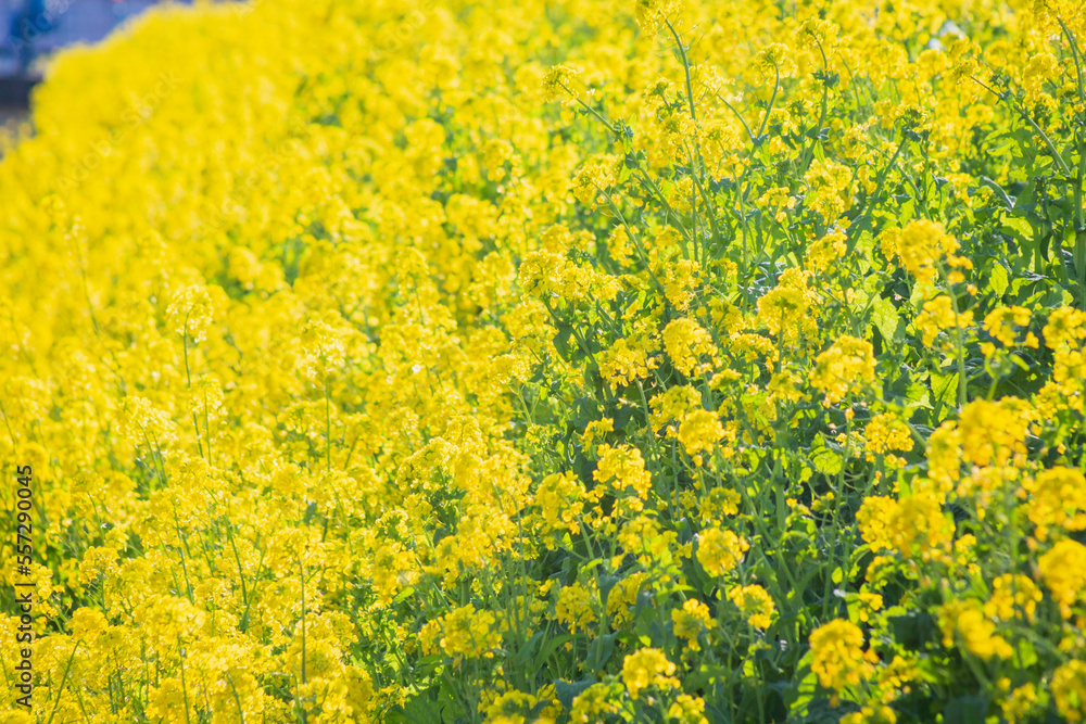 Obraz premium 菜の花 