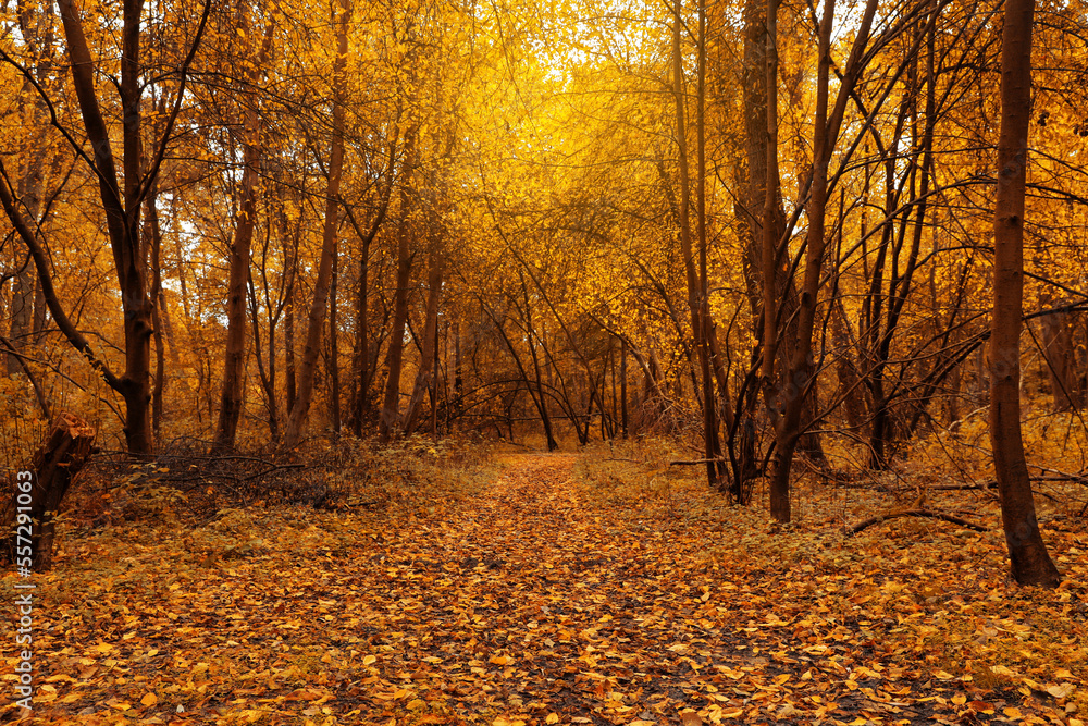 Fototapeta premium Many beautiful trees and pathway with fallen leaves in autumn park
