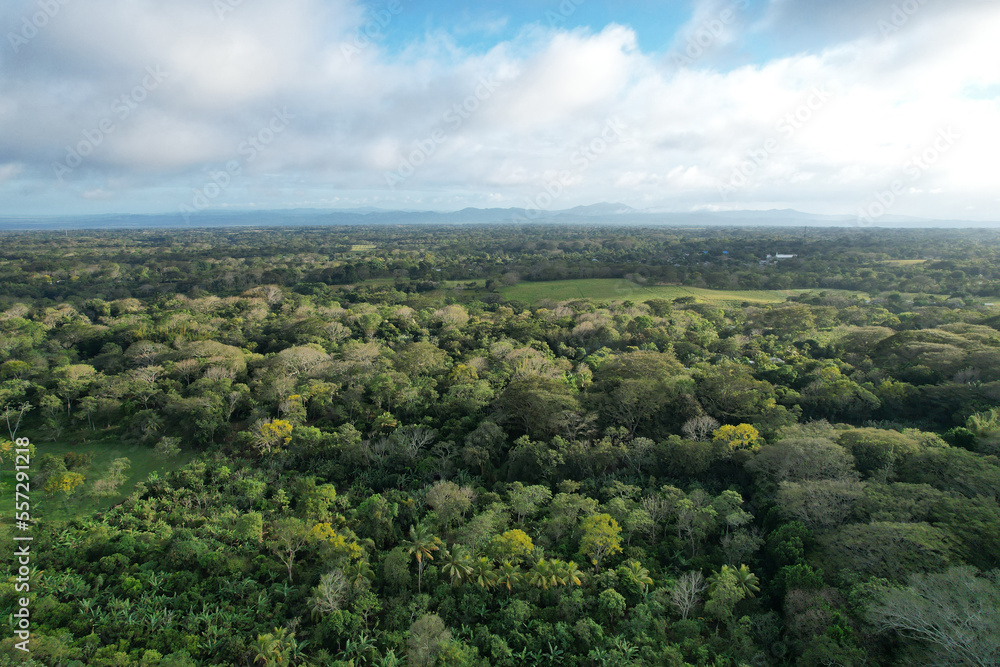 Fototapeta premium Green tropical landscape background