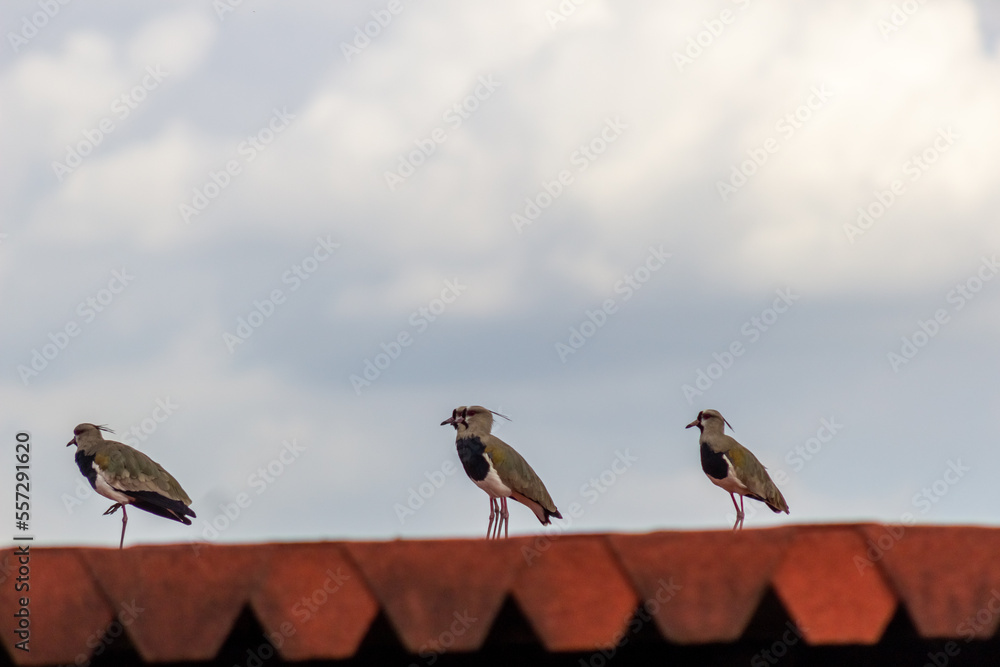 birds on a roof birds on a roof