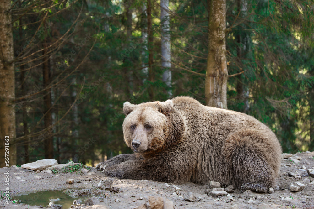 Fototapeta premium Beige bear in forest, space for text. Wild animal