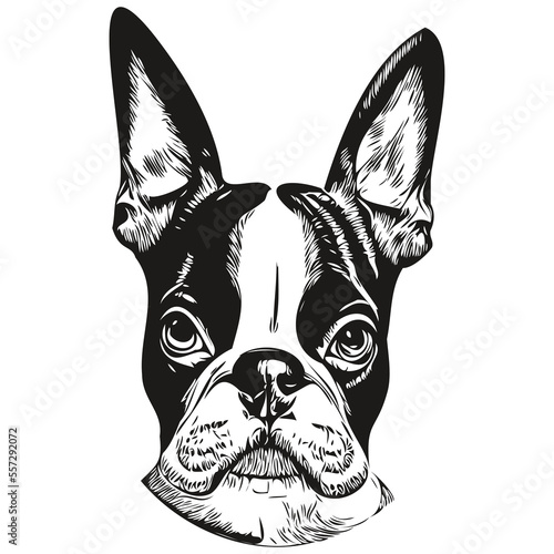 Boston Terrier dog hand drawn illustration, black and white vector pets logo line art