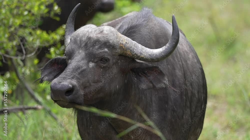 African Cape Buffalo in Green Landscape of National Park, Close Up. Wild Animal in Natural Environment African Cape Buffalo in Green Landscape of National Park, Close Up. Wild Animal in Natural Environment