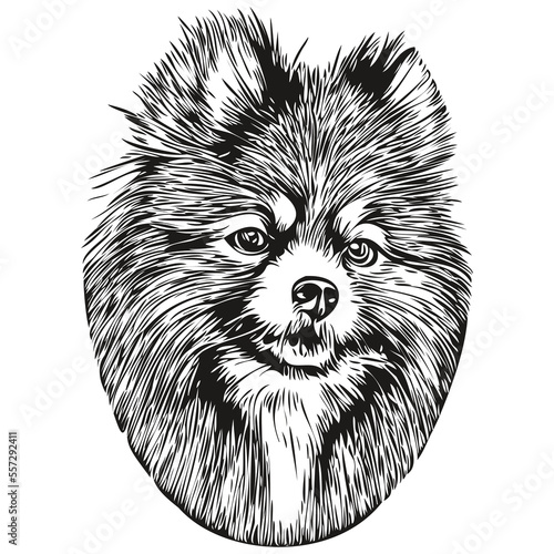 Pomeranian spitz dog hand drawn line art vector drawing black and white logo pets illustration