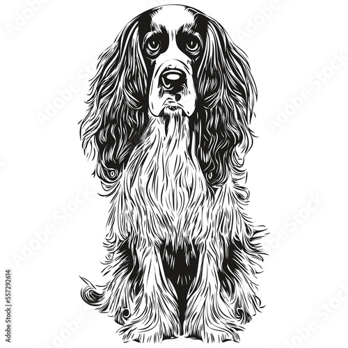 Spaniel English Springer dog hand drawn illustration, black and white vector pets logo line art