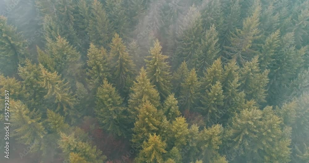 Rainy weather in mountains. Misty fog blowing over pine tree forest. Aerial footage of spruce forest trees on the mountain hills at misty day Rainy weather in mountains. Misty fog blowing over pine tree forest. Aerial footage of spruce forest trees on the mountain hills at misty day