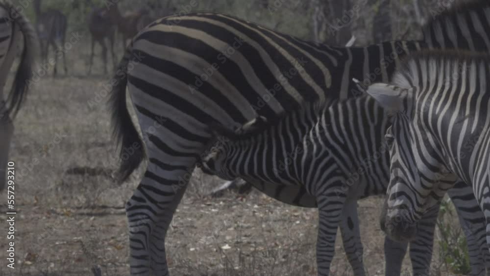 Plains Zebra (Equus quagga burchellii ) female with calf suckling. Plains Zebra (Equus quagga burchellii ) female with calf suckling.