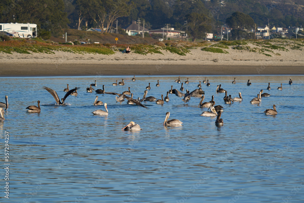 Pelicans at Half Moon Bay