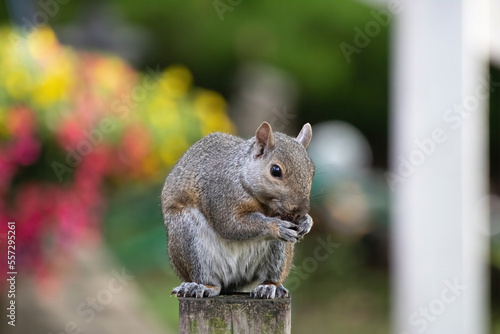 Gray Squirrel Couched On Post(Sciurus carolinensis) sits hunched over its suburban yard domain. Colorful flowers in blurred background.Horizontal, landscape photoMinneapolis, Minnesota
