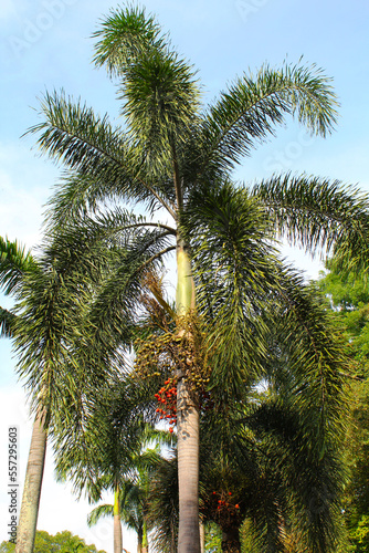 Photography Close up of Fox Tail Coconut in Kuala Lumpur, Malaysia